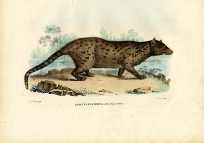 Pardine Genet, 1863-79 von Raimundo Petraroja